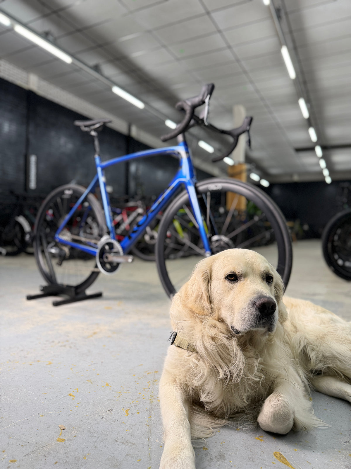 NIEUW Koga Kimera Prime AXS Carbon Racefiets