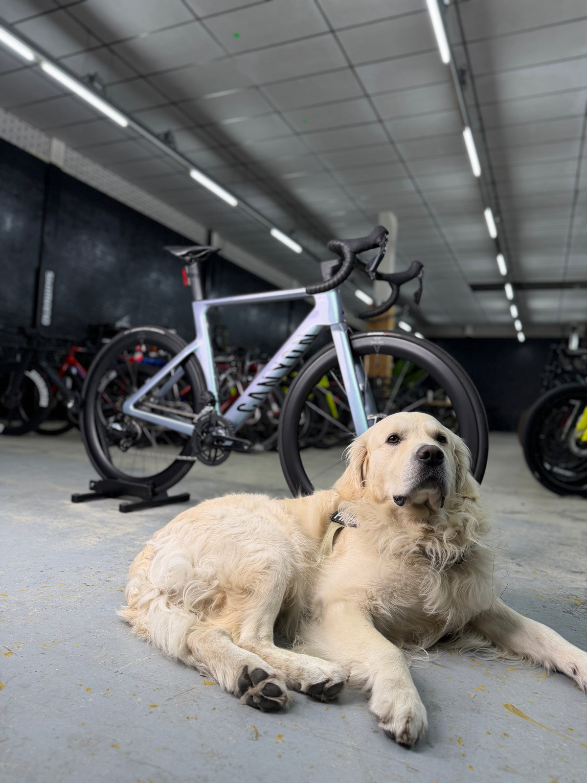 1000km Canyon Aeroad CF SLX AXS Carbon Racefiets