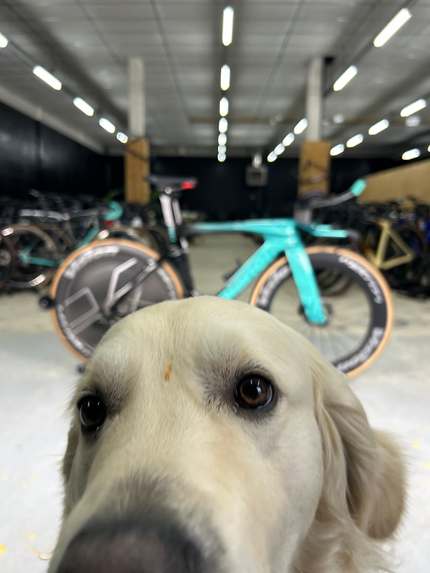 Bianchi Aquila RC Disc Di2 Carbon TT