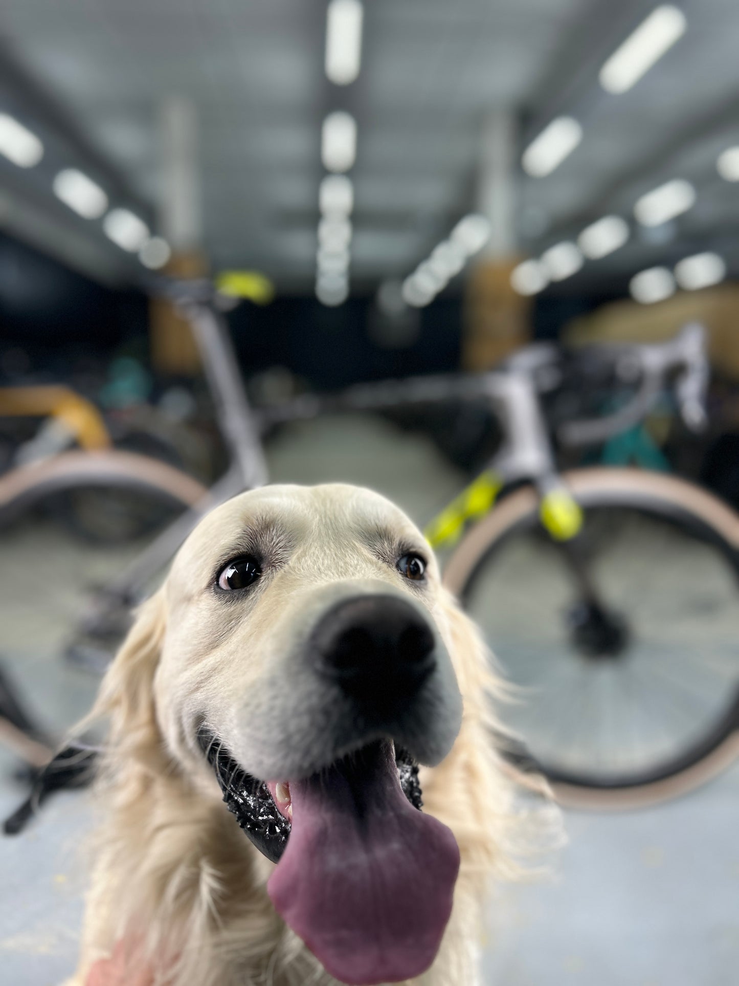 Scott Foil 10 Di2 Carbon Racefiets